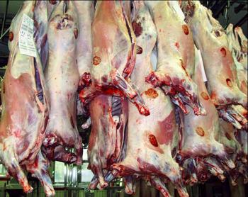 Lammeslakt på krok. Foto: Grethe Ringdal, Nortura