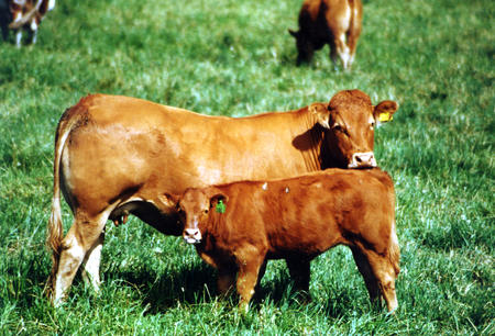 Limousin ku og kalv