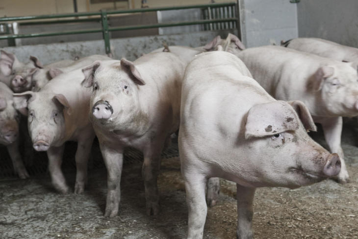 Nortura styrker svineprodusentenes økonomi
