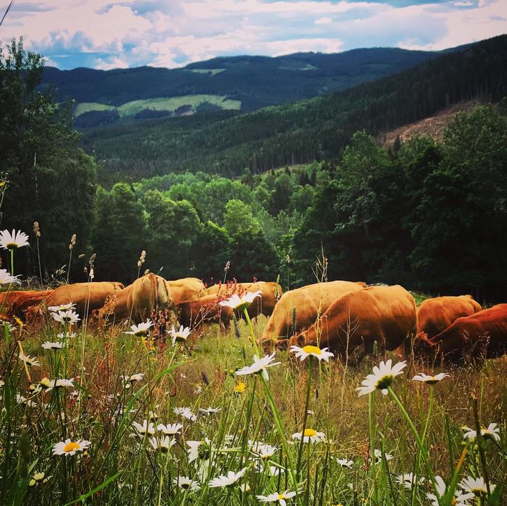 Limousin i blomstereng. Foto: Elisabeth Kluften, Nortura