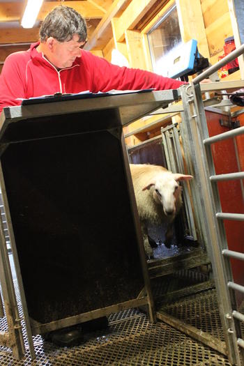 Ove Holmås sorterer lam etter vekt og hold