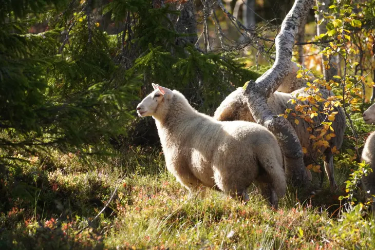 Lam på beite i skogen