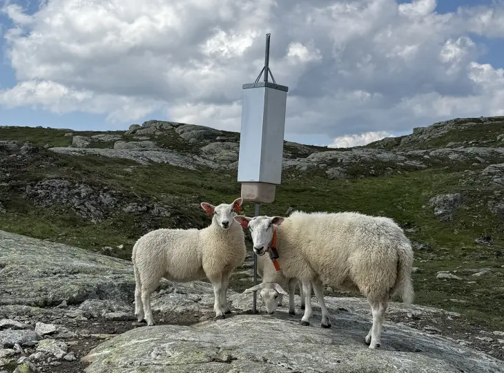 Sau og lam ved saltstein i fjellet. Foto: Martin Gløersen Sau og lam ved saltstein i fjellet. Foto: Martin Gløersen