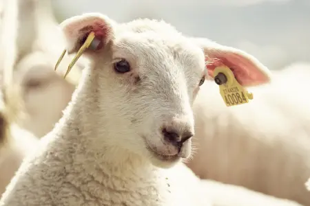 Lam med øremerke OS ID E24 Flag ovine tag