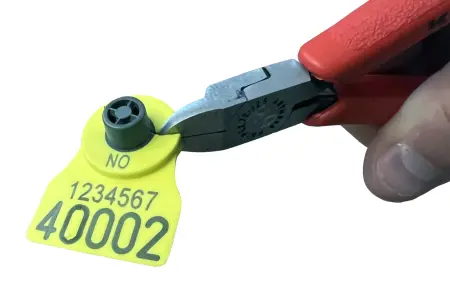 Slik øydelegg du elektronikken i eit elektronisk øyremerke (bilde fra OSID)