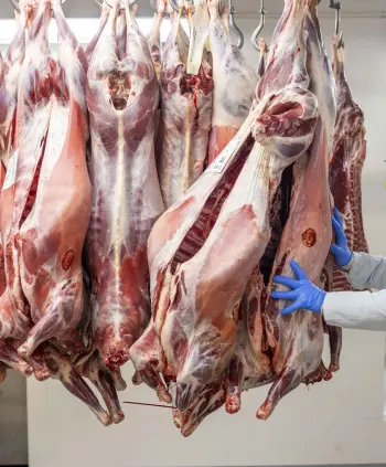 Lammeslakt. Foto: Jostein Vedvik / Vedvik Photography