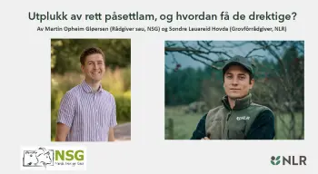 Utplukk av rett påsettlam og hvordan få de drektige Sondre Hovda og Martin Gløersen, pdf. 7 MB