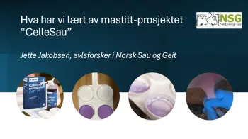 Hva har vi lært av mastittprosjektet CelleSau, Jette Jakobsen, pdf. 1 MB