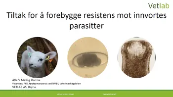 Parasitter_LAM2026_Domke, pdf. 4 MB