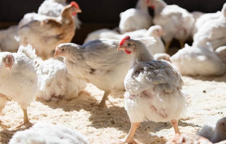 Liveche-kyllinger, Nortura introduserte sakterevoksende kylling for 15 år siden