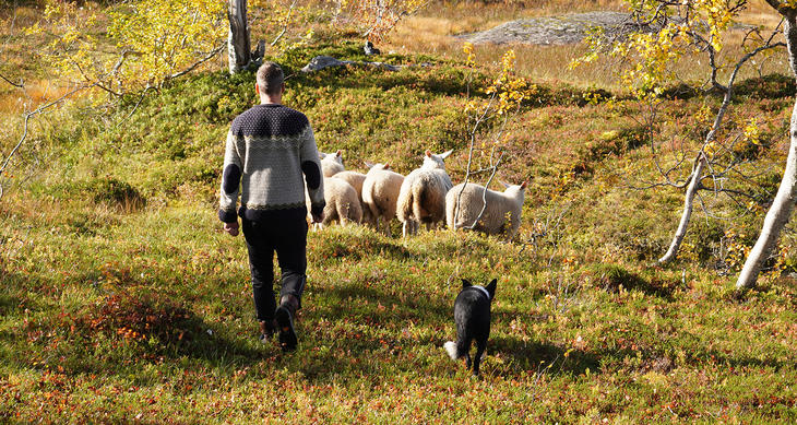 Lammesanking i skogen på høsten. Foto: Linn Hege Engen