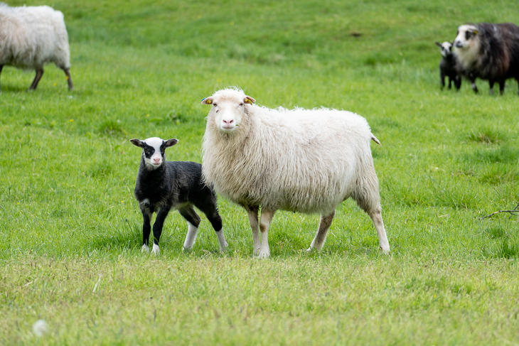 God tilvekst på lamma på godt vårbeite