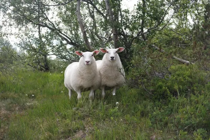 Fine påsettlam, klare til å produsere lam som åringar (Foto: Sondre Lauareid Hovda)