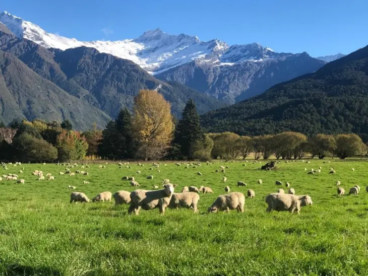På vår reise til New Zeeland skal vi oppleve flere gårdsbesøk. Foto: thevibe På vår reise til New Zeeland skal vi oppleve flere gårdsbesøk. Foto: thevibe