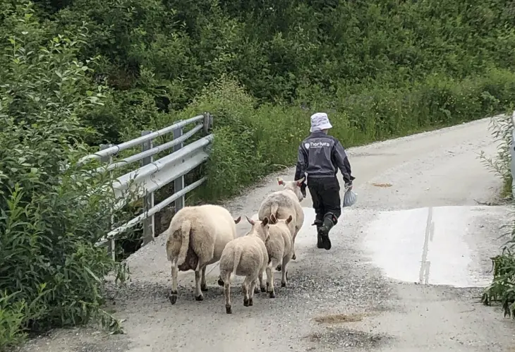 Barn med sau og lam over bru Foto: Kari Mørkve Jordalen Barn med sau og lam over bru Foto: Kari Mørkve Jordalen