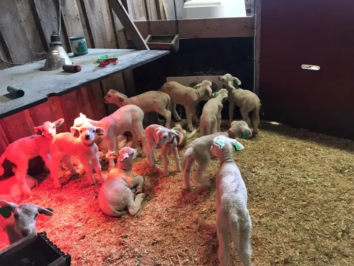 Overskotslam med mjølkeautomat. Foto: Finn Avdem